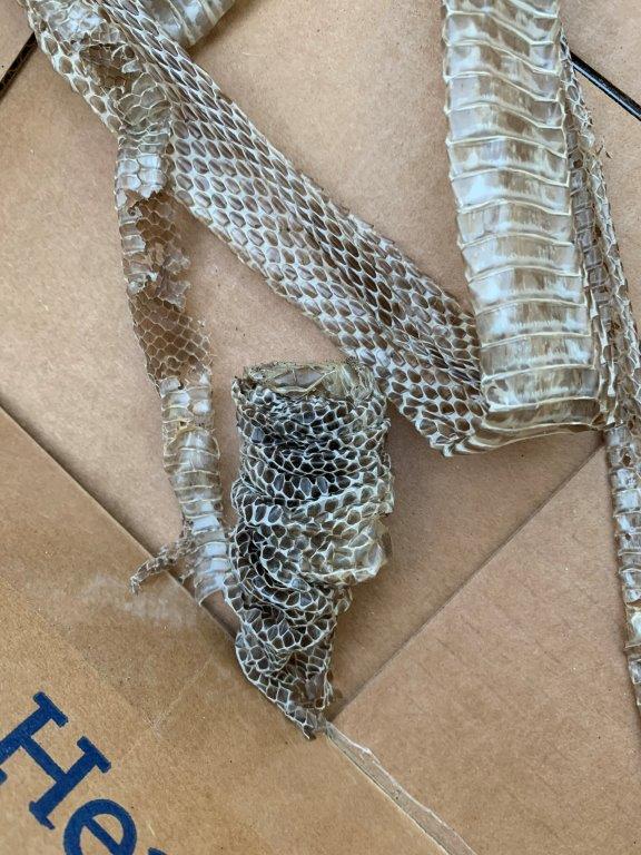 Kansas City snake skin